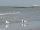 Photo sea gulls 4