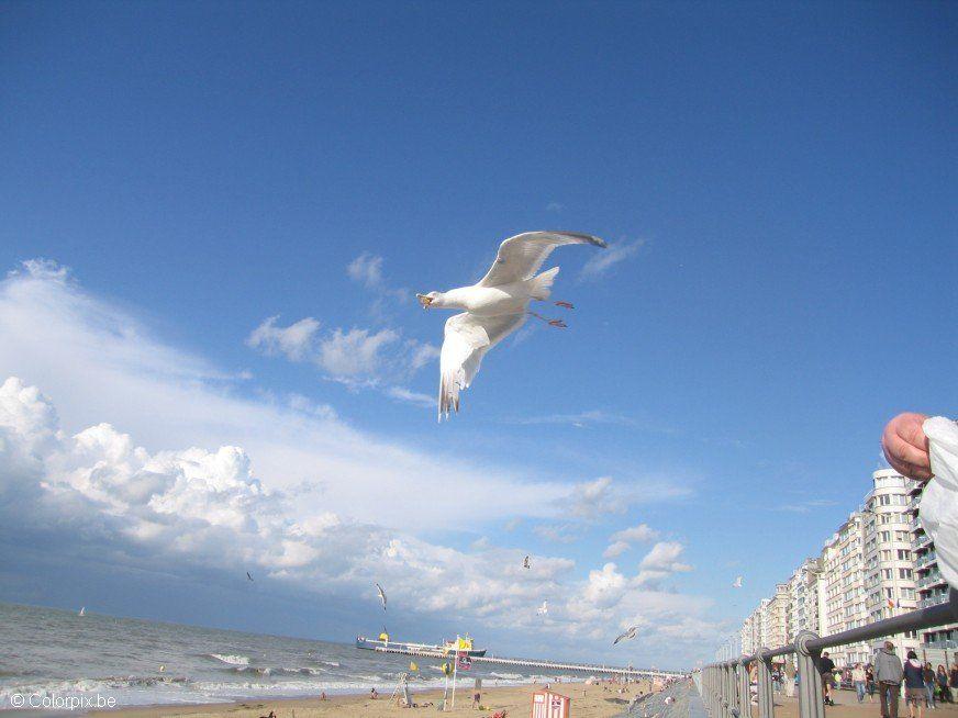 Photo sea gulls at the beach 2