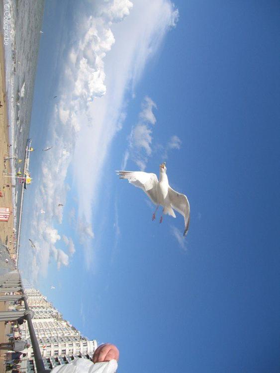 sea gulls at the beach 2