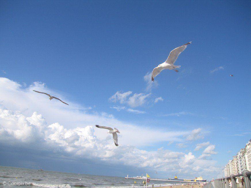 Photo sea gulls at the beach 3