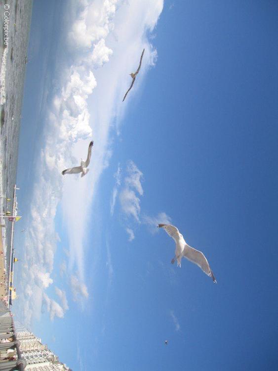 sea gulls at the beach 3