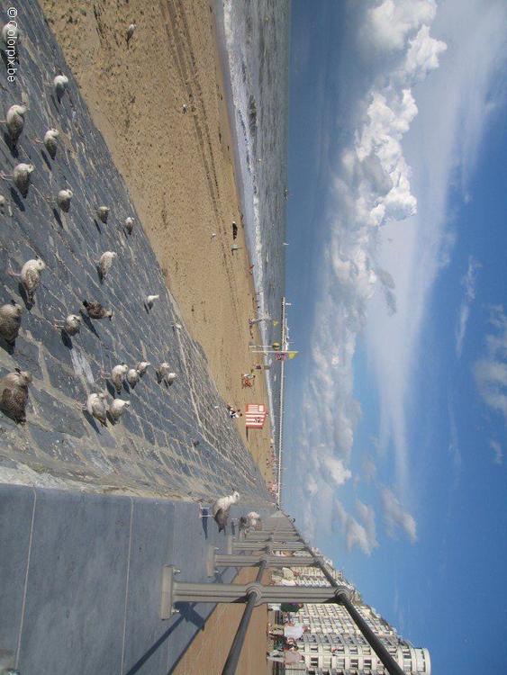 sea gulls at the beach 4