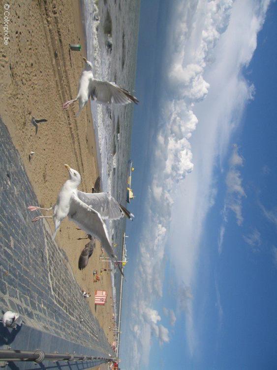 sea gulls at the beach