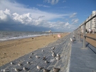 photo sea gulls at the beach 4