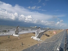 Photo sea gulls at the beach