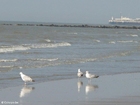 photo sea gulls 4
