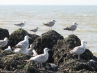 photo sea gulls 5