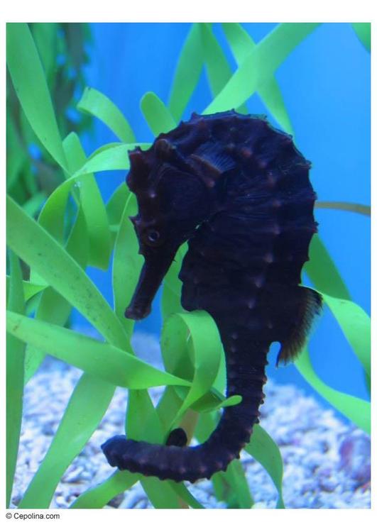 sea horse