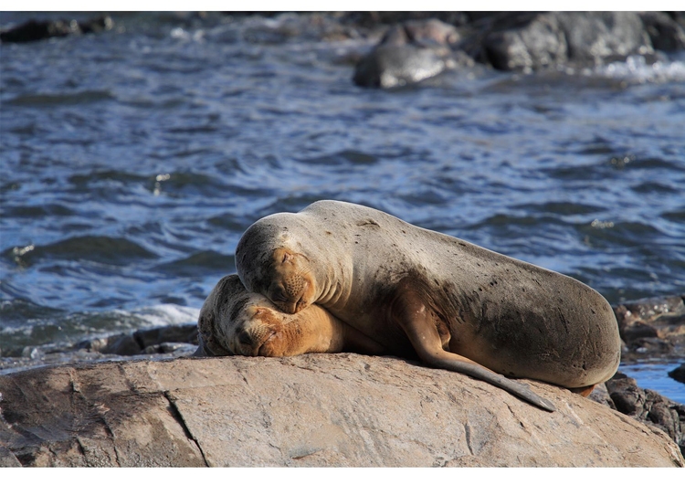 Photo sea lion