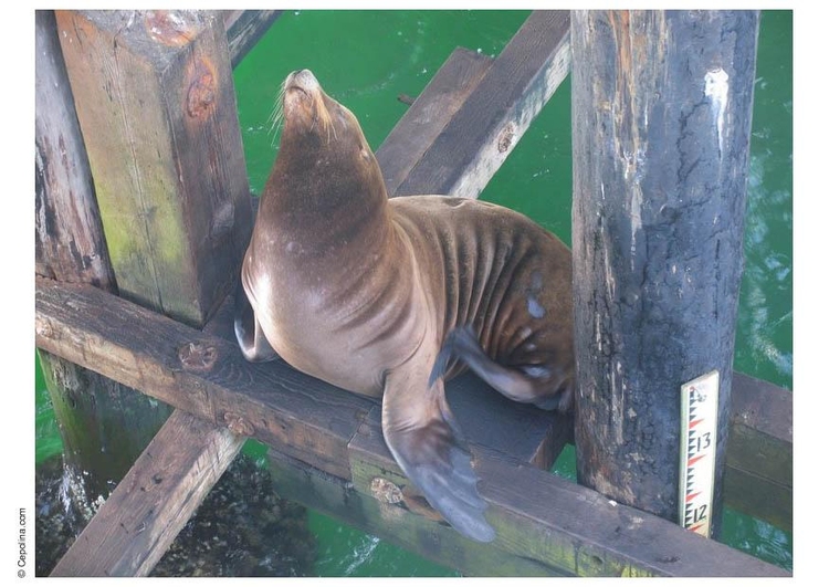 Photo sea lion