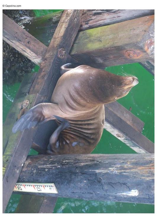 sea lion