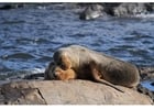 Photos sea lion