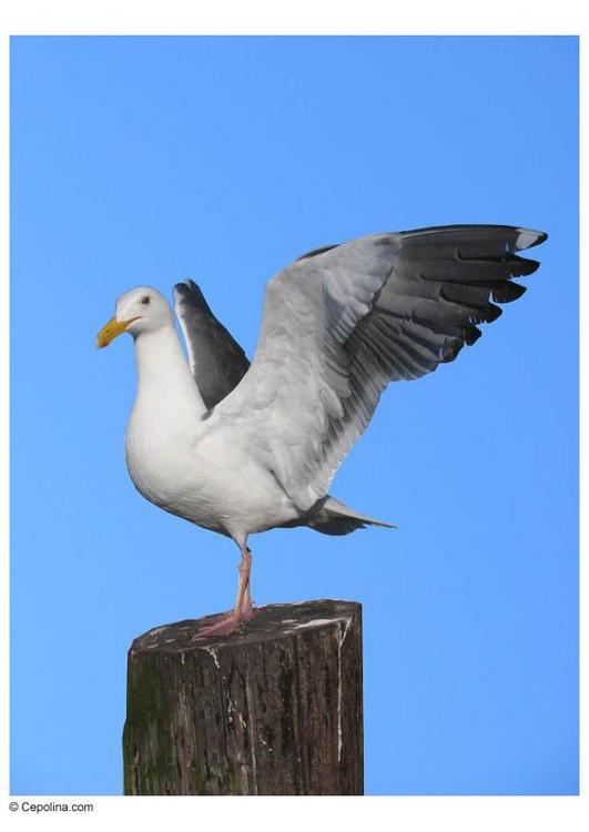 seagull on pole