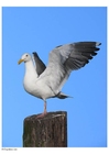 Photo seagull on pole