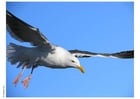 Photo seagull