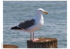 Photo seagull