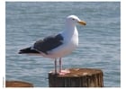 seagull