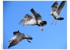 Photo seagulls