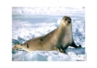 Photo seal