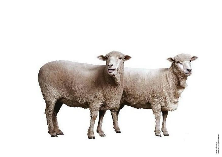 Photo sheep