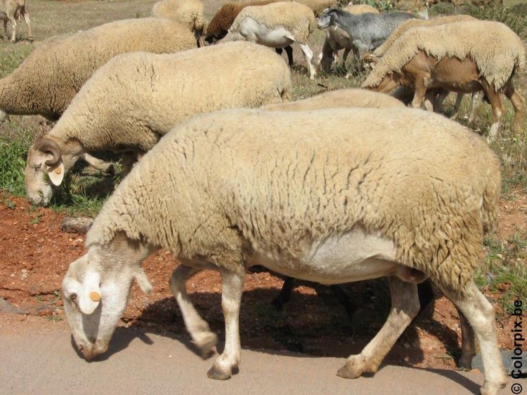 Photo sheep