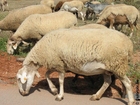 Photo sheep