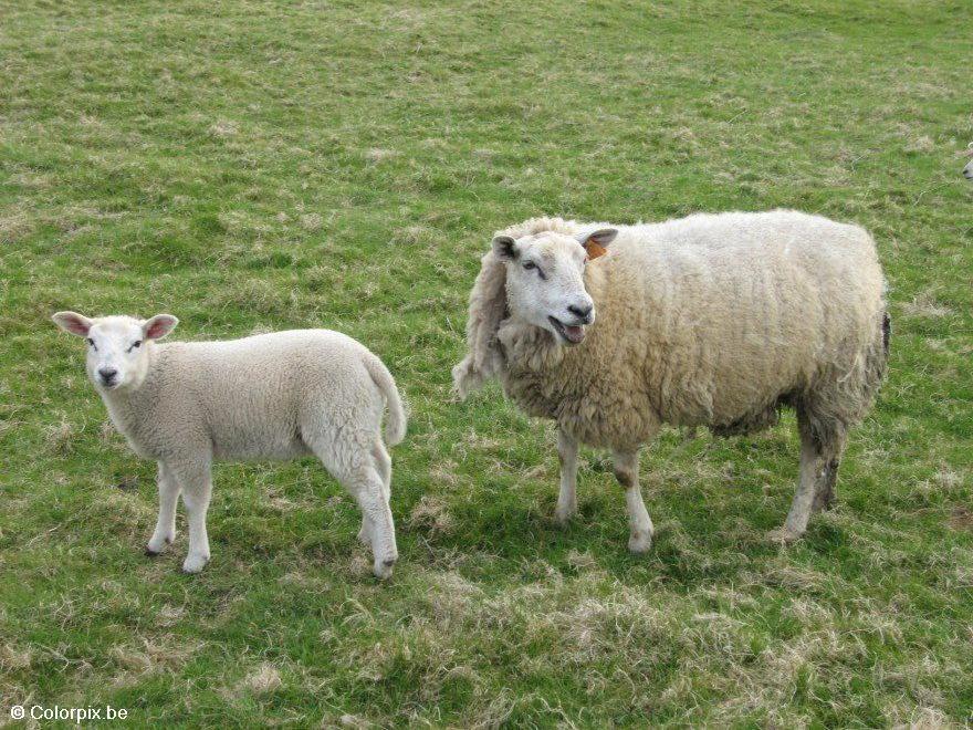 Photo sheep with lamb