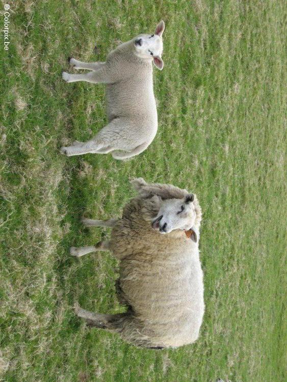 sheep with lamb