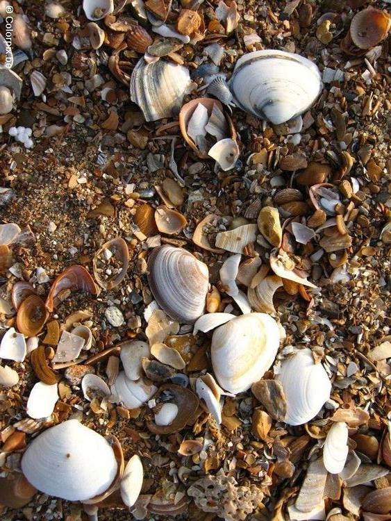 shells