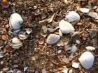 Photo shells