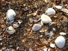 Photos shells