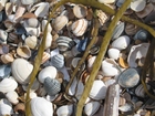 photo shells 1