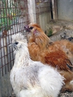 Photos show hens