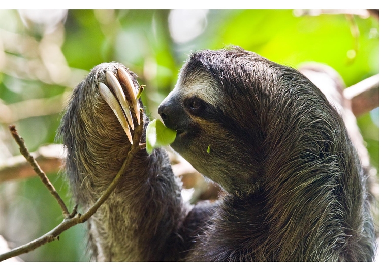 Photo sloth