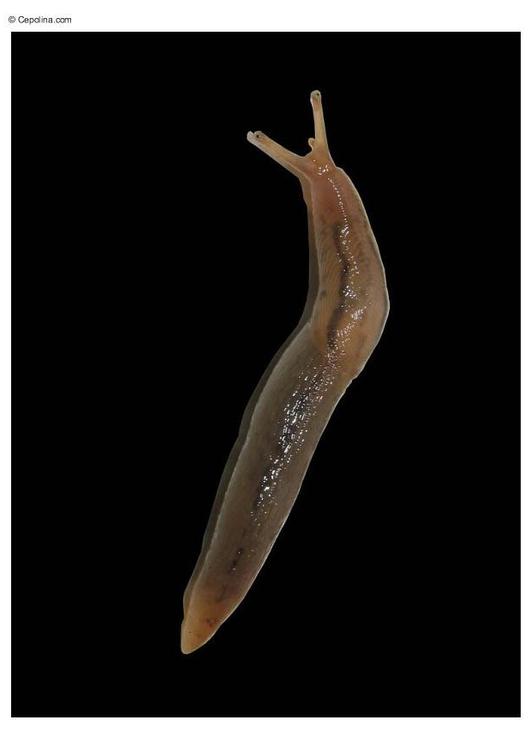 slug