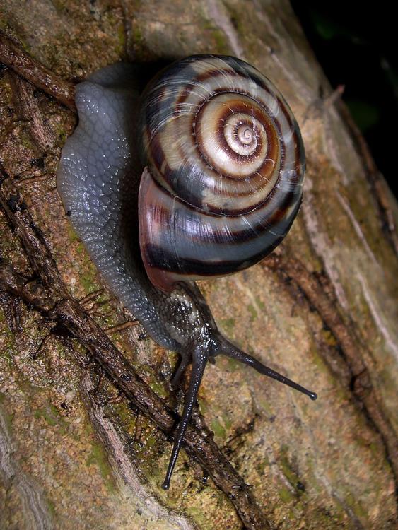 snail