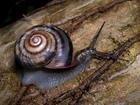 snail