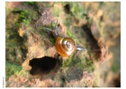 Photo snail