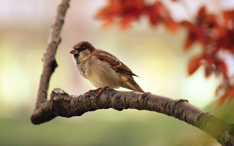 Photo sparrow