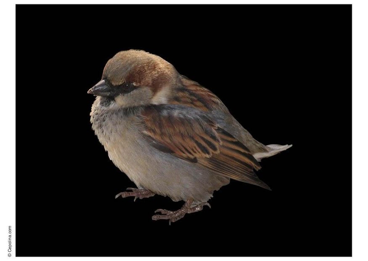 Photo sparrow