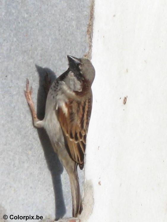 sparrow