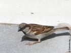 Photo sparrow