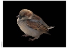Photo sparrow
