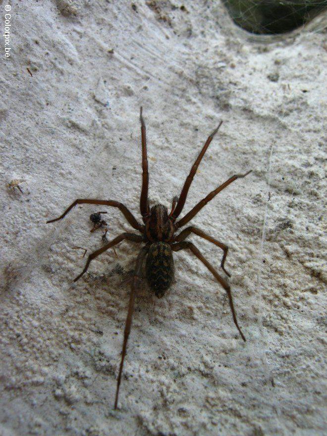 Photo spider 