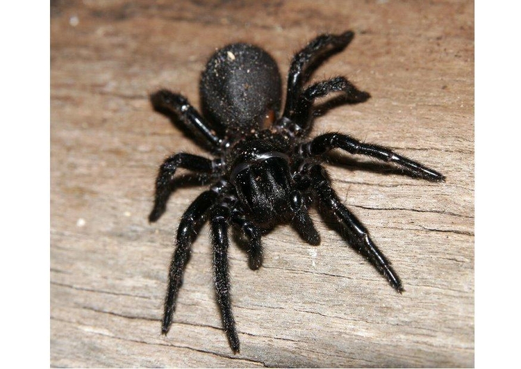Photo spider