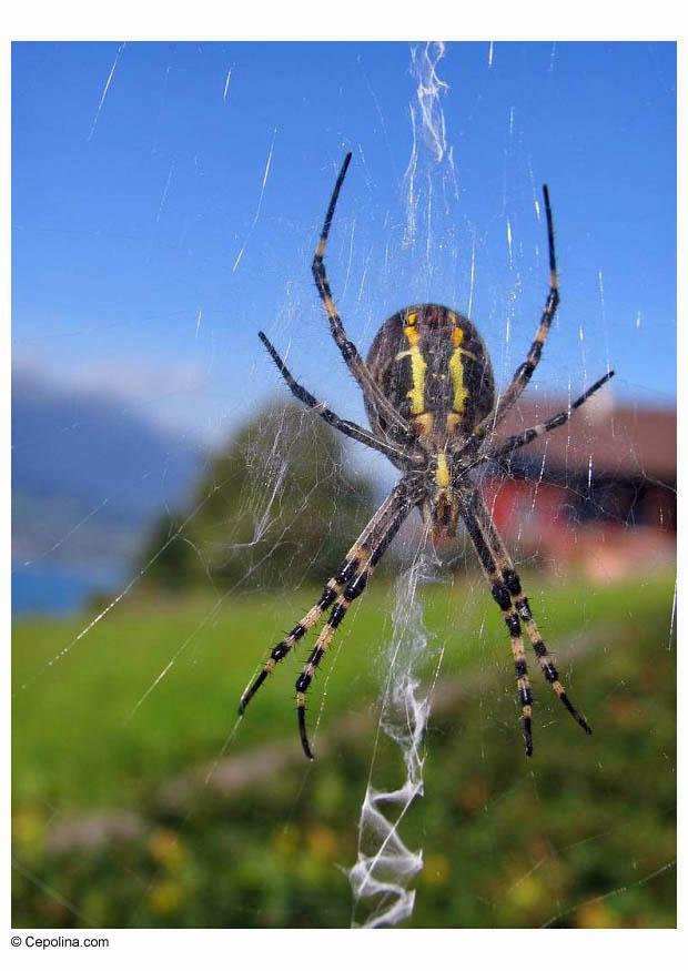 Photo spider on web