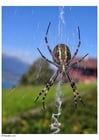 Photos spider on web
