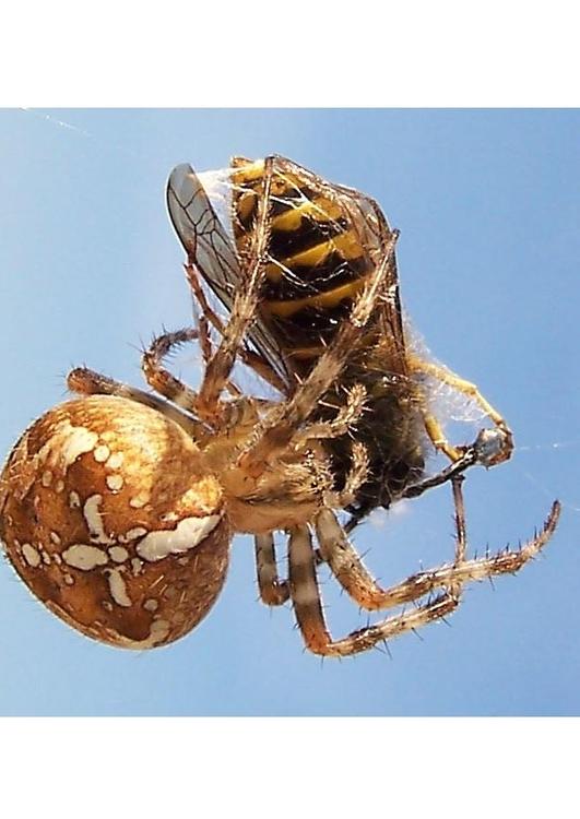 spider takes bee