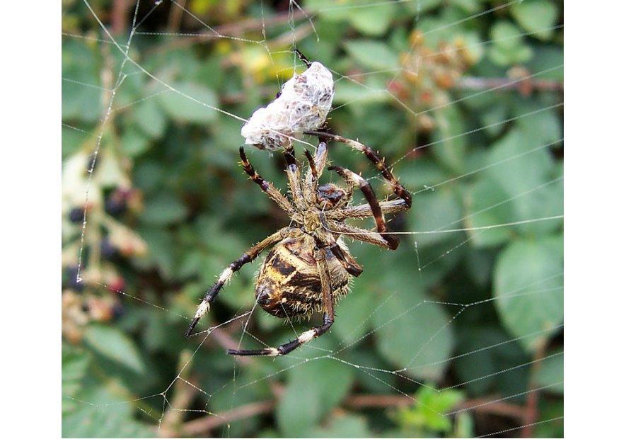 Photo spider with prey