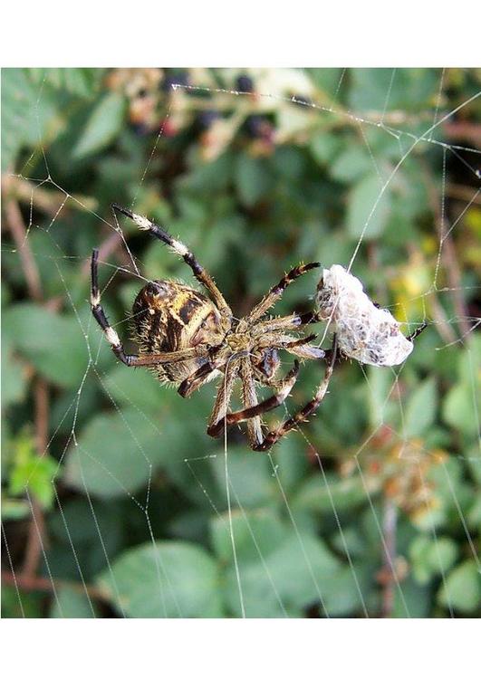 spider with prey